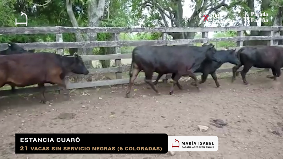 Lote 29 VACAS PREÑADAS NEGRAS  ESTANCIA CUARO