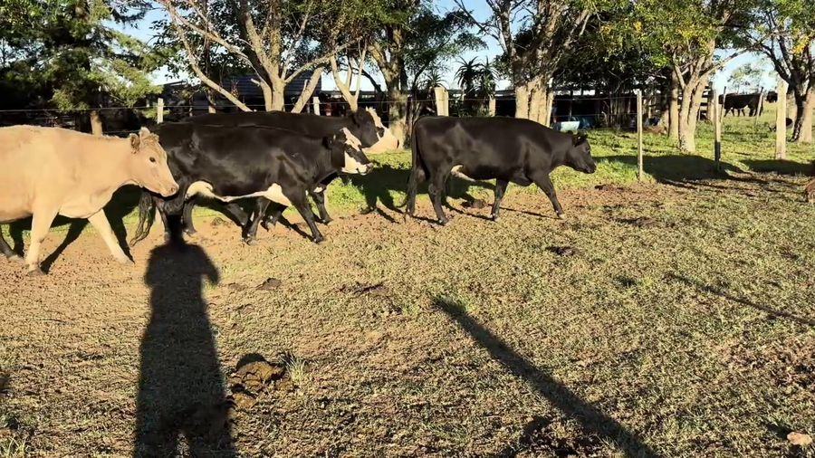 Lote VACAS PREÑADAS