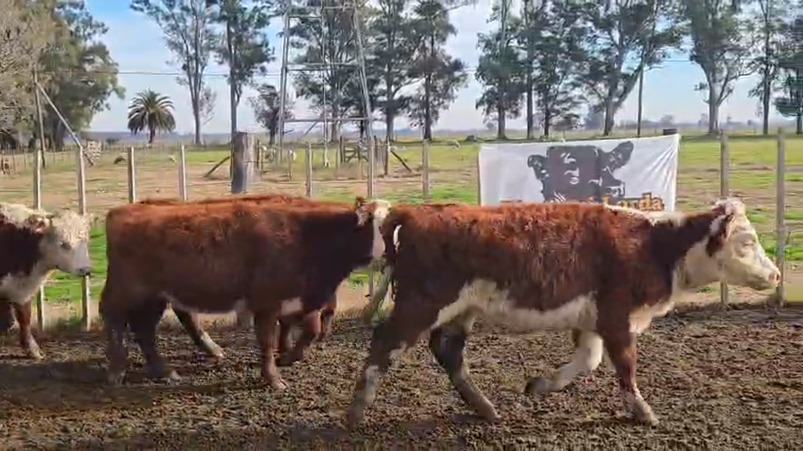 Lote 50 Terneras