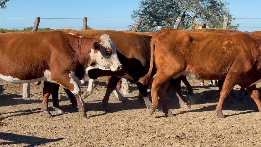 Lote 60 Vacas CUT preñadas