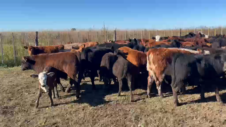Lote 120 Terneros/as