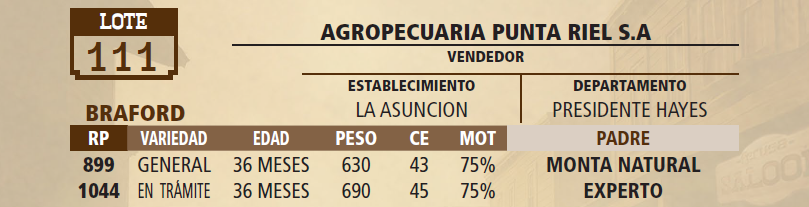 Lote LOTE 111 - VIVO