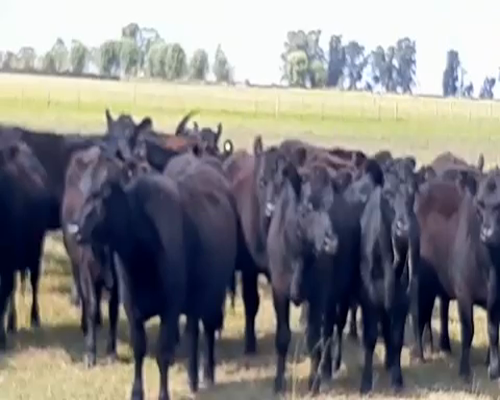 Lote 90 Vaquillonas en Buenos Aires, Dolores