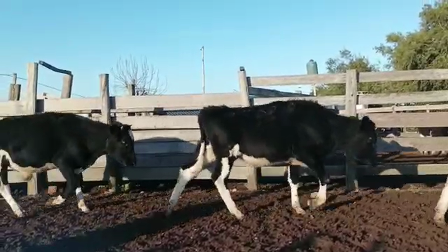 Lote 7 Terneros HOLANDO a remate en 4to remate ENTRE MARTILLOS 205kg - , San José