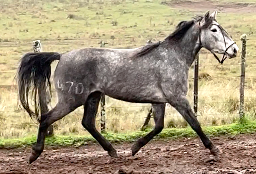 Lote FILTRADA GAITERA