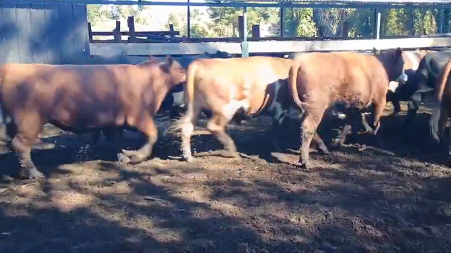 Lote 40 Novillo Gordo en Cabrero, VIII Región Biobío