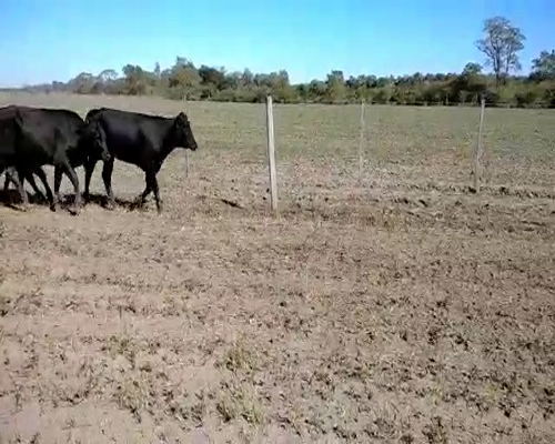 Lote 40 Vaquillonas en El Colorado, Formosa
