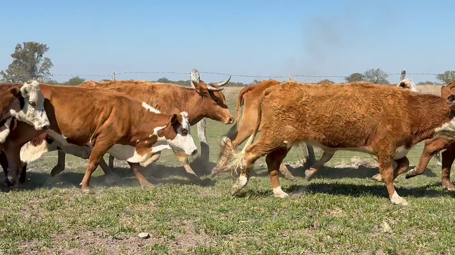 Lote 39 Vacas de invernar en Corrientes, Paso de Los Libres