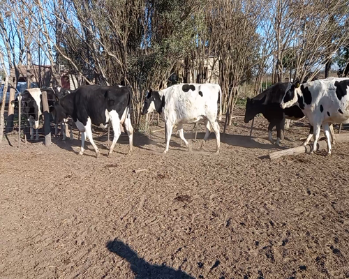 Lote VAQUILLONA PREÑADA 2 DELBINO OMAR