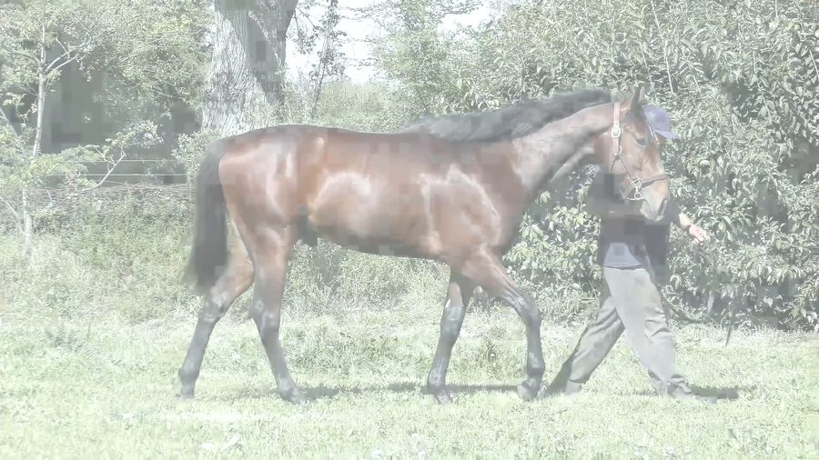 Lote EL PACHICHI (ROMAN JOY - LA CURANDERA)