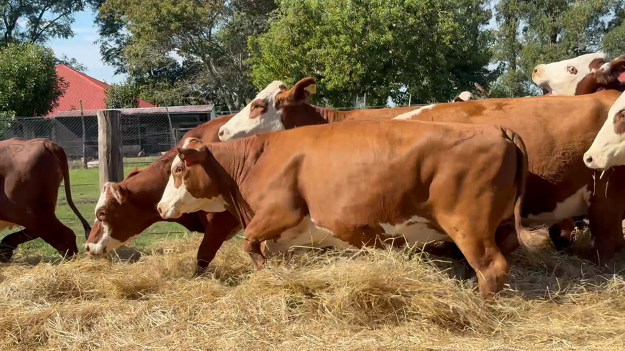 Lote 33 Vacas nuevas Preñadas en Corrientes, Curuzú-Cuatiá