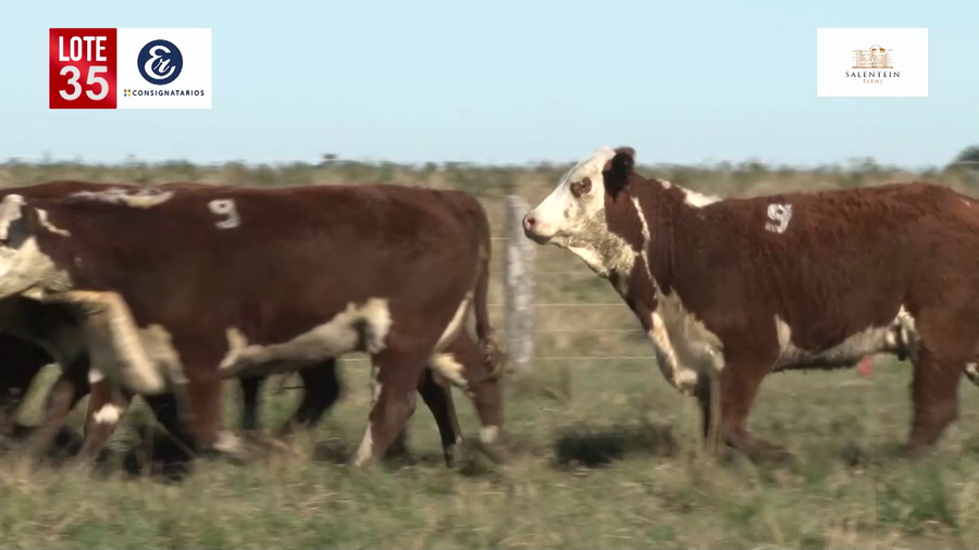 Lote Vaquillas Braford Planteleras Señal ´19-Preñadas IATF (17-12-2021) y Servicio Colectivo (27/12/21 al 05/02/22)