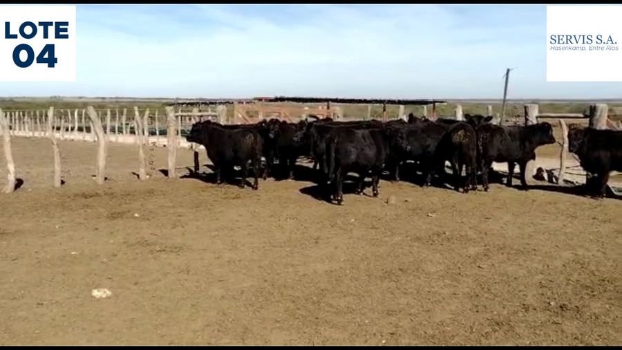 Lote Lote 4 - Servis SA: Vaquillas para entorar