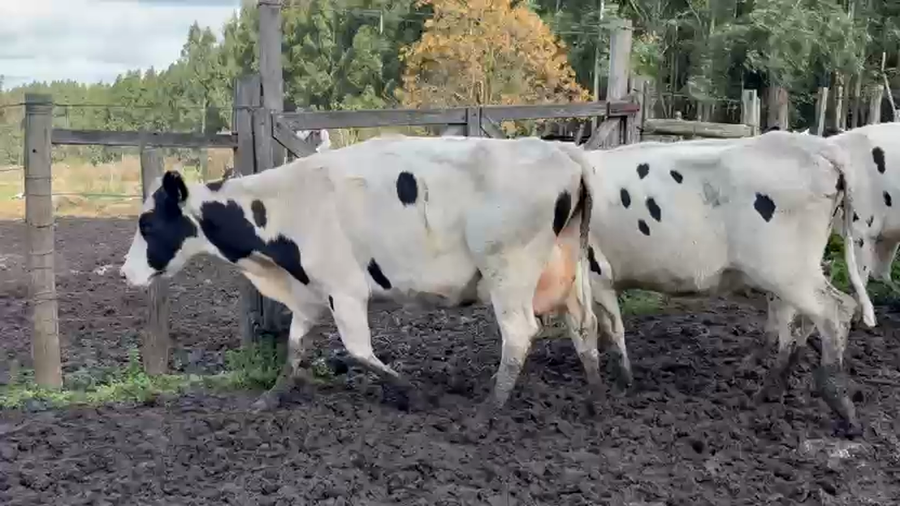 Lote 6 Vaca a remate en Pantalla Camy, San José