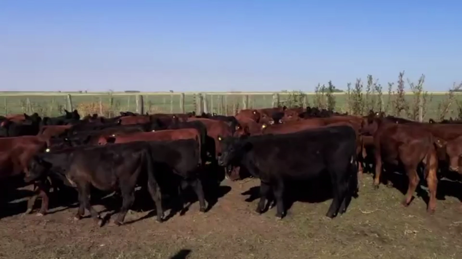 Lote 70 TERNS. MACHOS Y HEMBRAS, GUAMINI, PCIA. BS. AS.