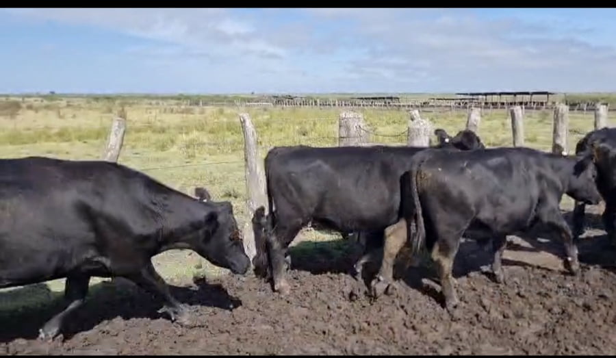 Lote 107 Novillos en Corrientes, Curuzú-Cuatiá