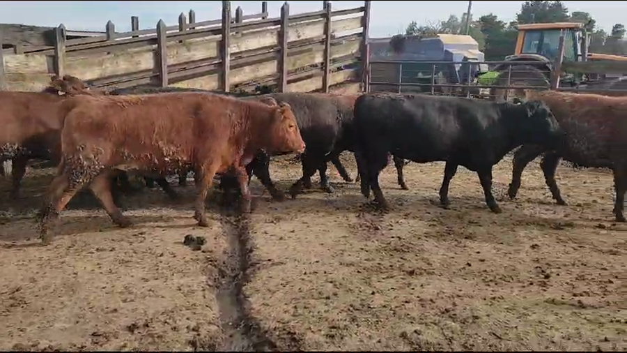 Lote 25 Vaquilla Gorda en Los Ángeles, VIII Región Biobío