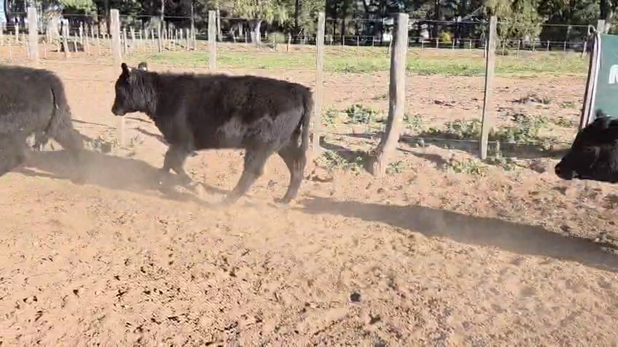 Lote 69 Terneros/as en La Pampa, Unanue