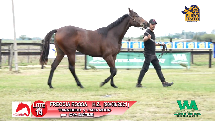 Lote FRECCIA ROSA