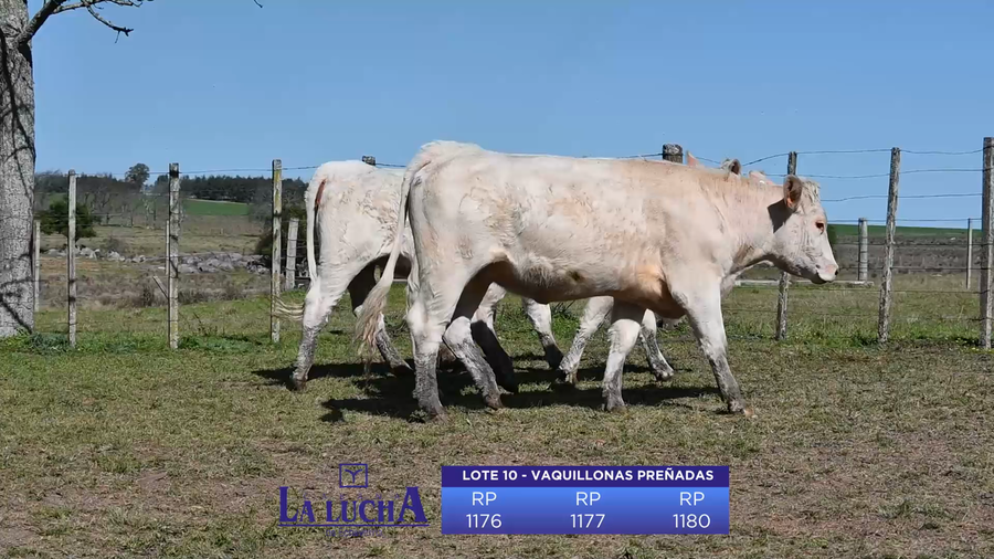 Lote VAQUILLONAS PREÑADAS