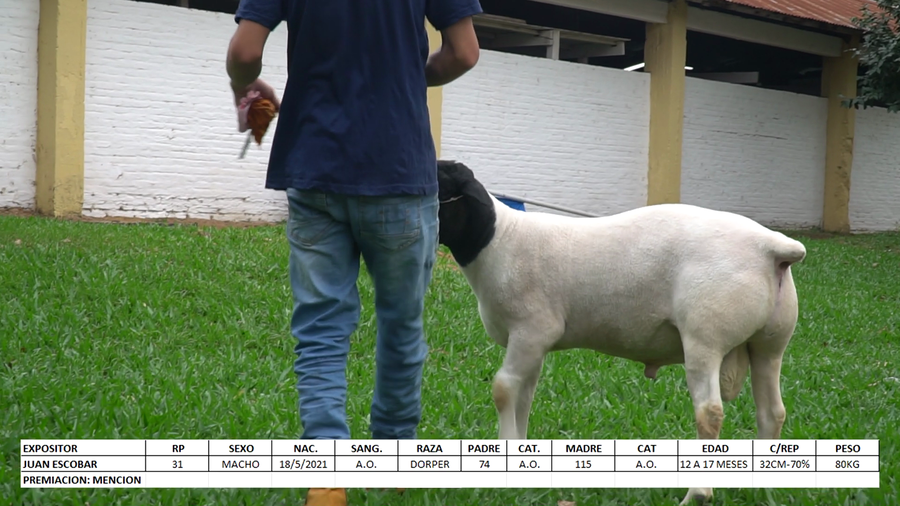 Lote Dorper Expo Internacional 2022 - Lote 10