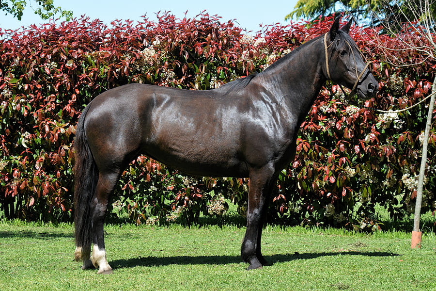 Lote PITAGUA BOLICHERA