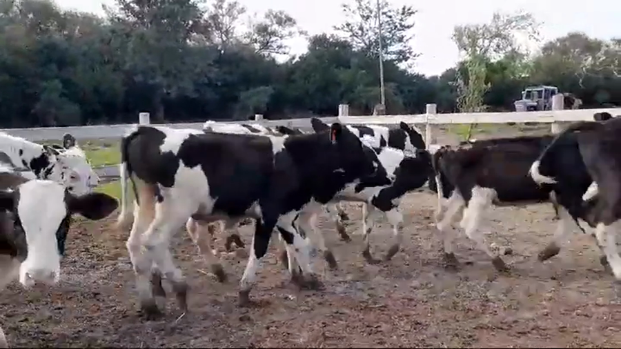 Lote TERNEROS HOLANDO