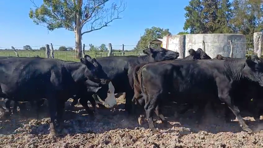 Lote 47 Vacas de invernar en Entre Ríos, San José de Feliciano