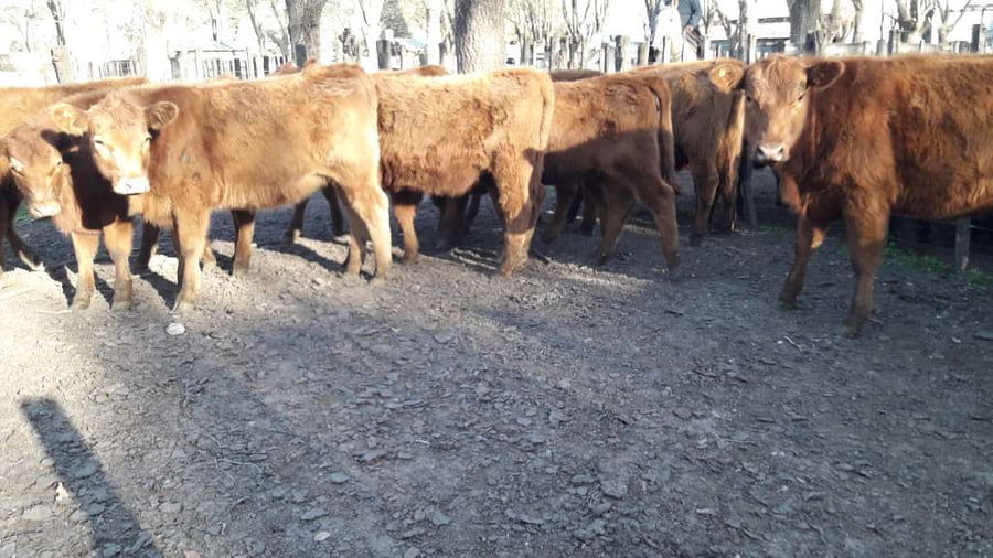 Lote 14 Terneras en Gral. Lamadrid, Buenos Aires
