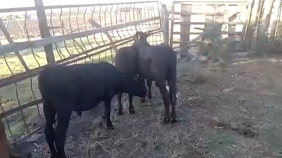 Lote 5 Terneros y Terneras Cruzas a remate en Pantalla Camy en Ecilda