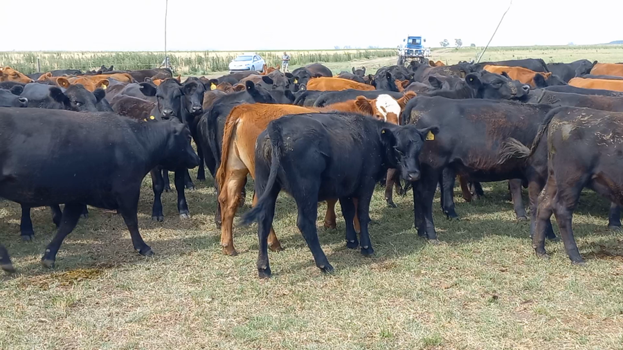 Lote 40 Novillitos en Bolívar, Buenos Aires