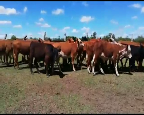 Lote 122 Terneros/as en Entre Ríos, Federal