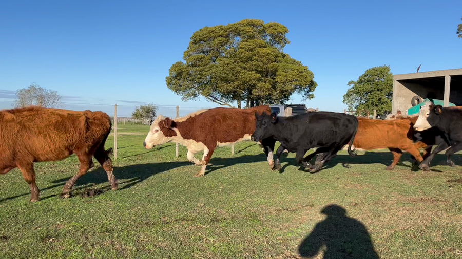 Lote VACA DE INVERNADA