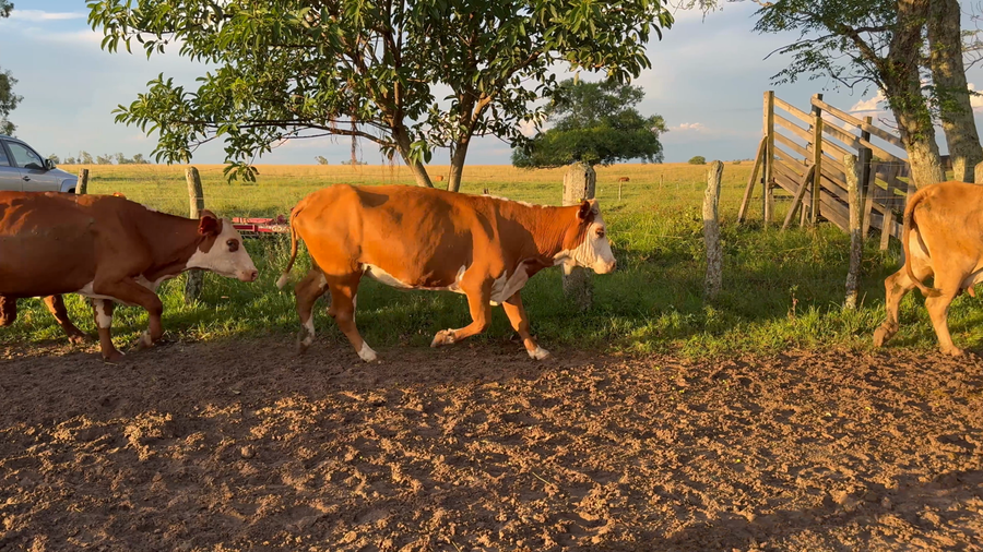 Lote 7 Vacas de invernar en Corrientes, Paso de Los Libres