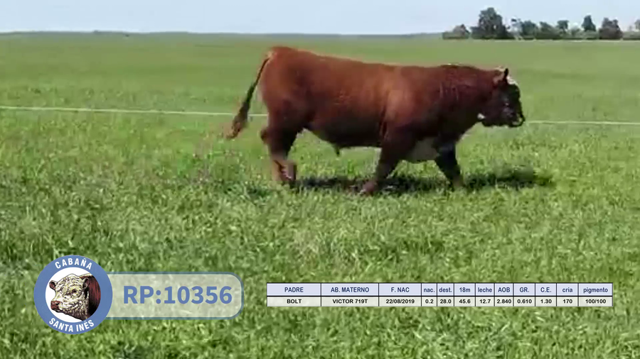 Lote TOROS POLLED HEREFORD
