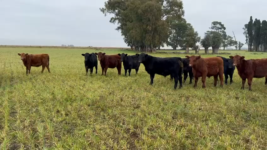 Lote 49 Terneros/as