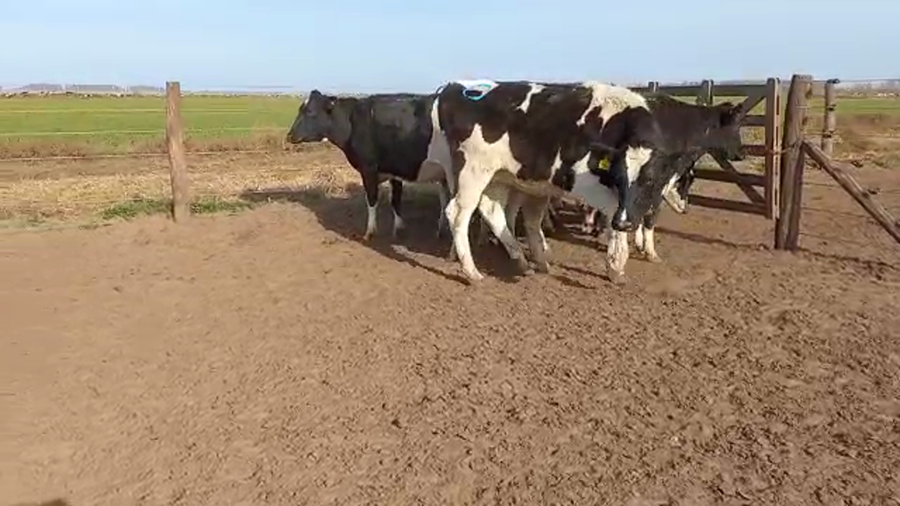 Lote Adeco Agropecuaria