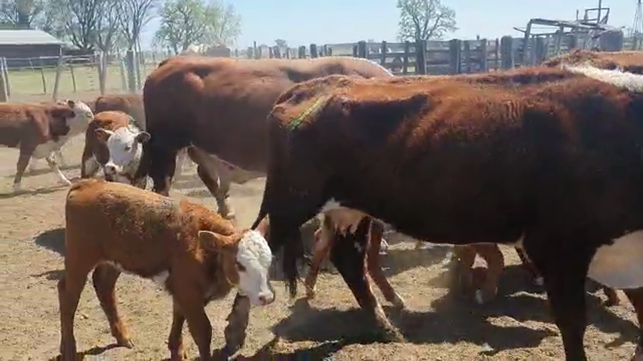 Lote 58 Vacas C/ cria Braford en Felicia, Santa Fe
