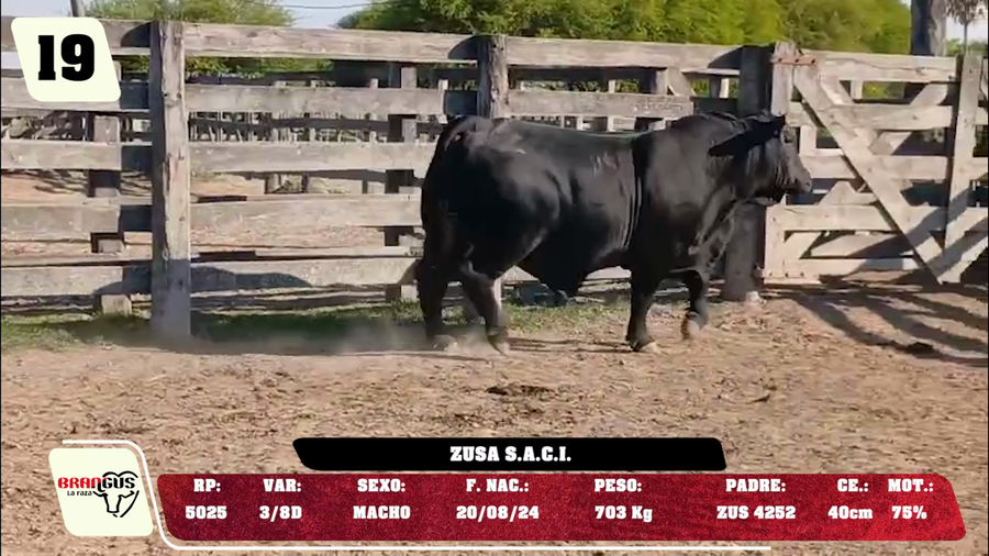 Lote LOTE 19 - DE CAMPO