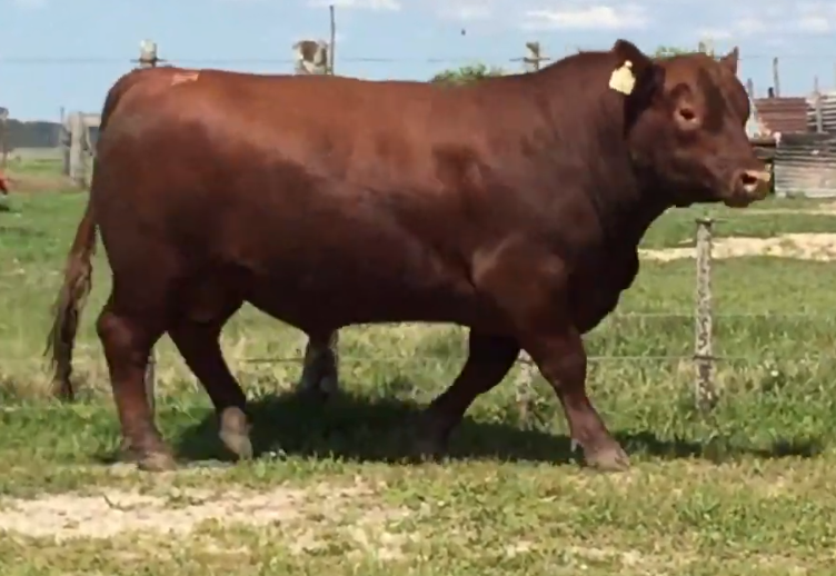 Lote Toros a remate en Cabaña Rebenque , Florida