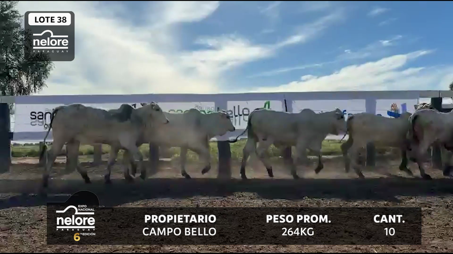 Lote LOTE 38