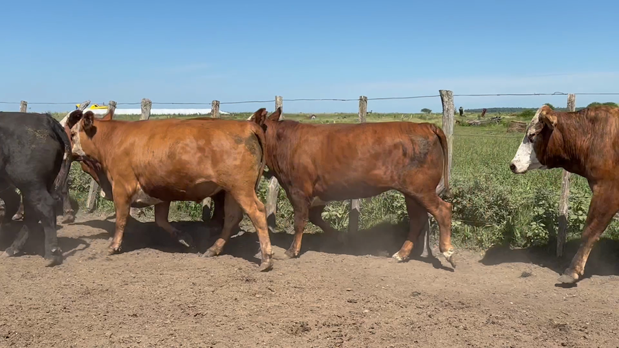 Lote 32 Novillos en Entre Ríos, San Jaime