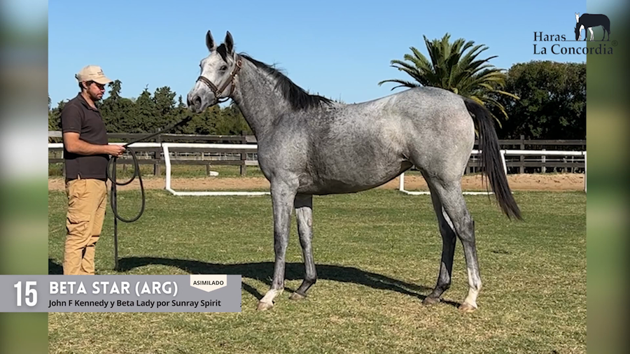 Lote BETA STAR (ARG)