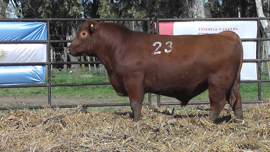 Lote ANGUS PURO CONTROLADO