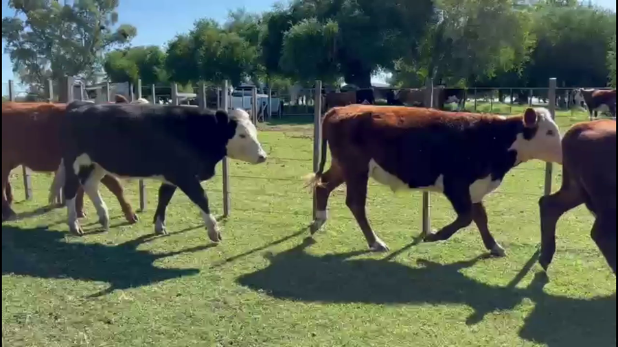 Lote NOVILLOS 1-2 AÑOS