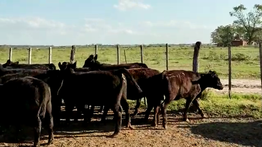 Lote 52 Terneras en San Andrés de Giles, Buenos Aires