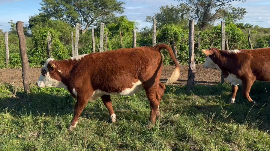 Lote 35 Terneros/as