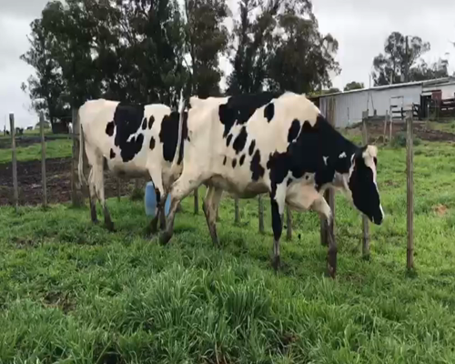 Lote (Vendido)2 Vaquillonas  HO a remate en 1º Remate Virtual en Panta