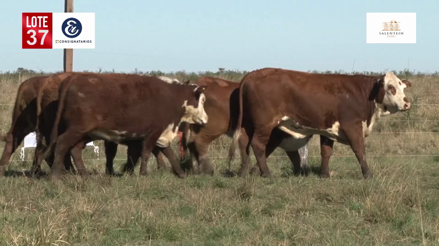 Lote Vaquillas Braford Planteleras Señal ´19-Preñadas IATF (17-12-2021) y Servicio Colectivo (27/12/21 al 05/02/22)