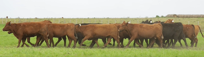 Lote VIENTRES PREÑADOS(CORRAL 44)